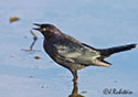 Euphagus cyanocephalus